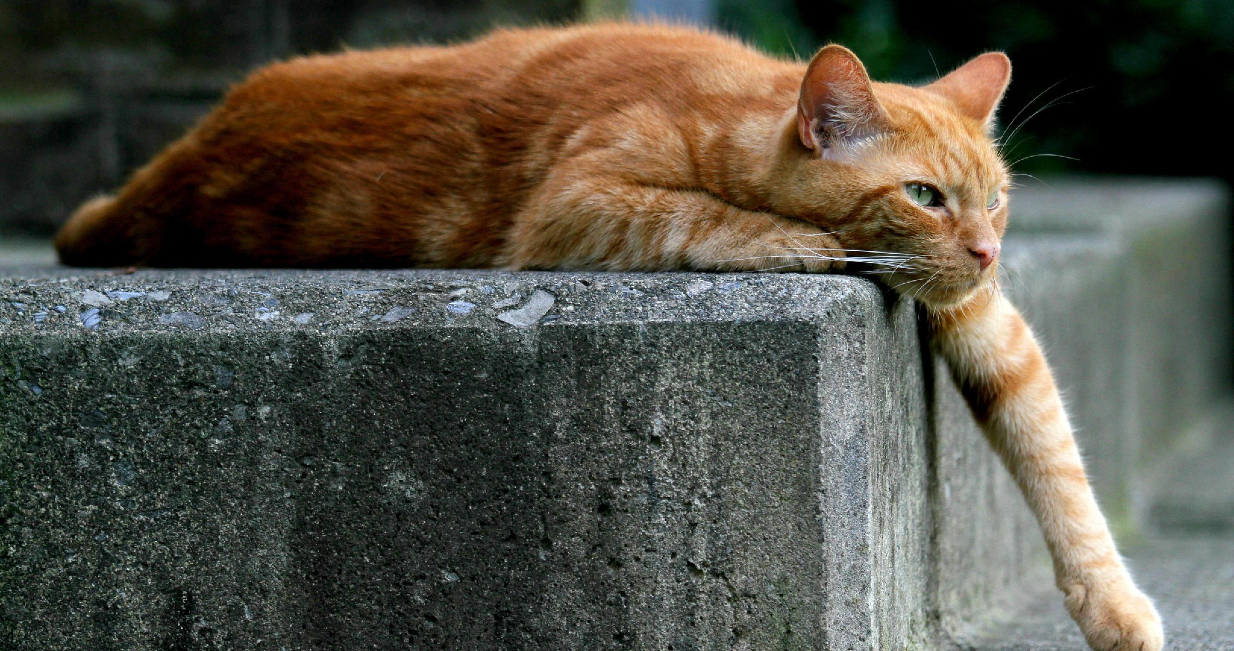 4096x2160 Cat Cat Wallpaper 4k Wallpaper