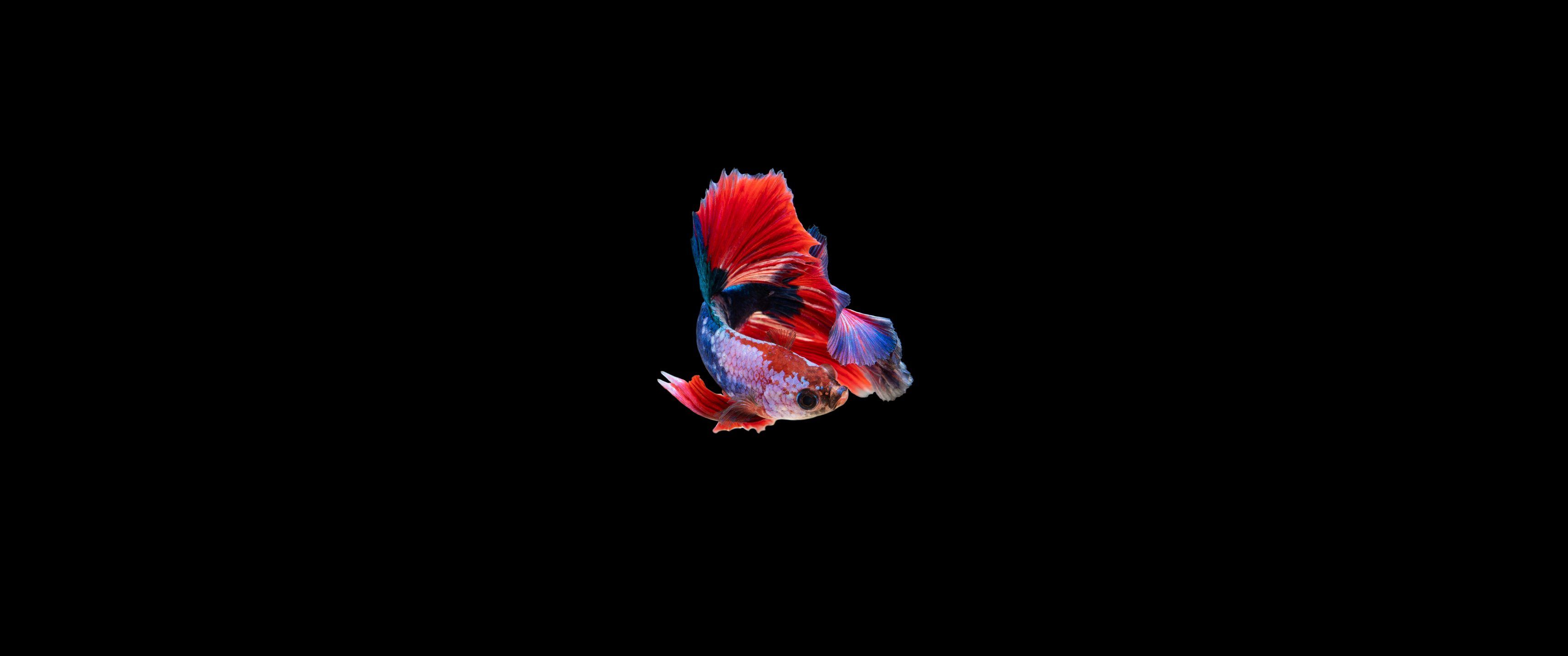 3440x1440 Most Popular Ultrawide Wallpaper