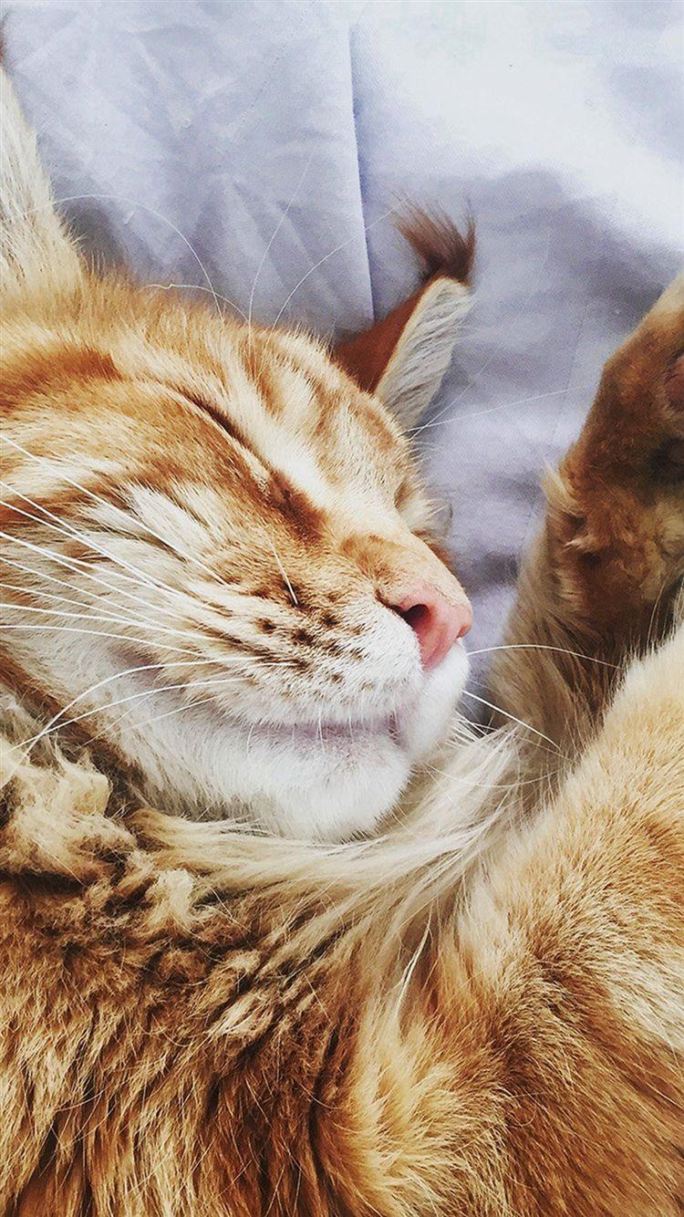 750x1334 Cat Nap Sleeping Animal Cute Orange iPhone 8 Wallpaper Free Download