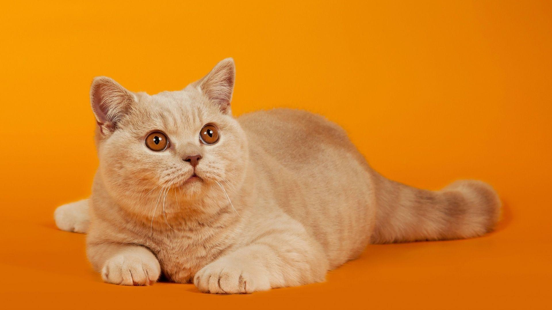 1920x1080 Cat Orange Background Wallpaper