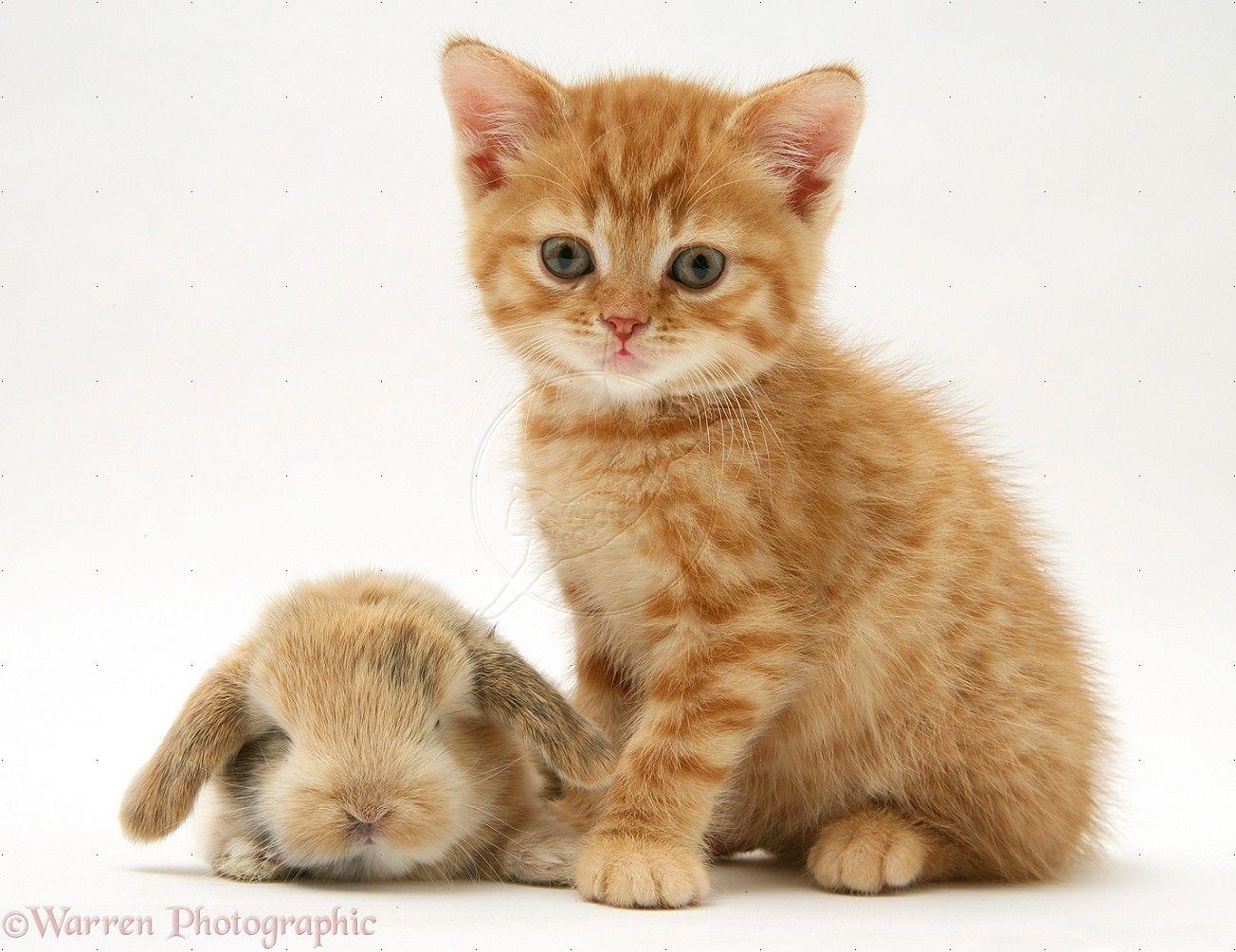 1304x1005 Free download Baby Orange Tabby Kittens Cats Wallpaper HD Cats Cat