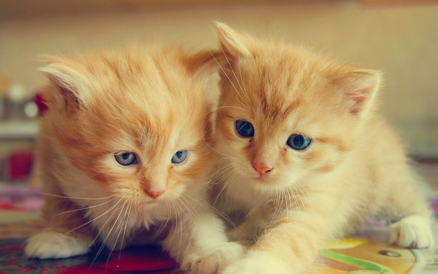 1440x900 Cat Wallpaper for Android