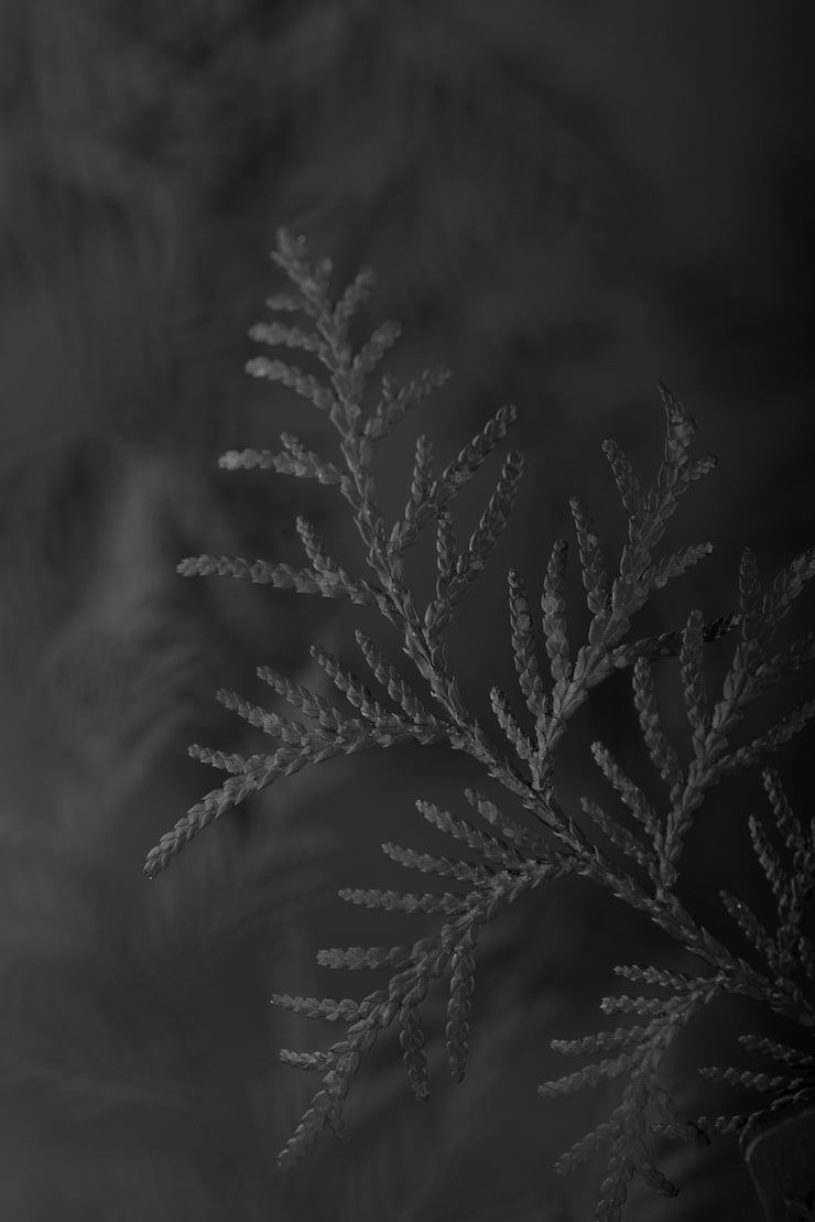 740x1109 Black christian wallpaper Image
