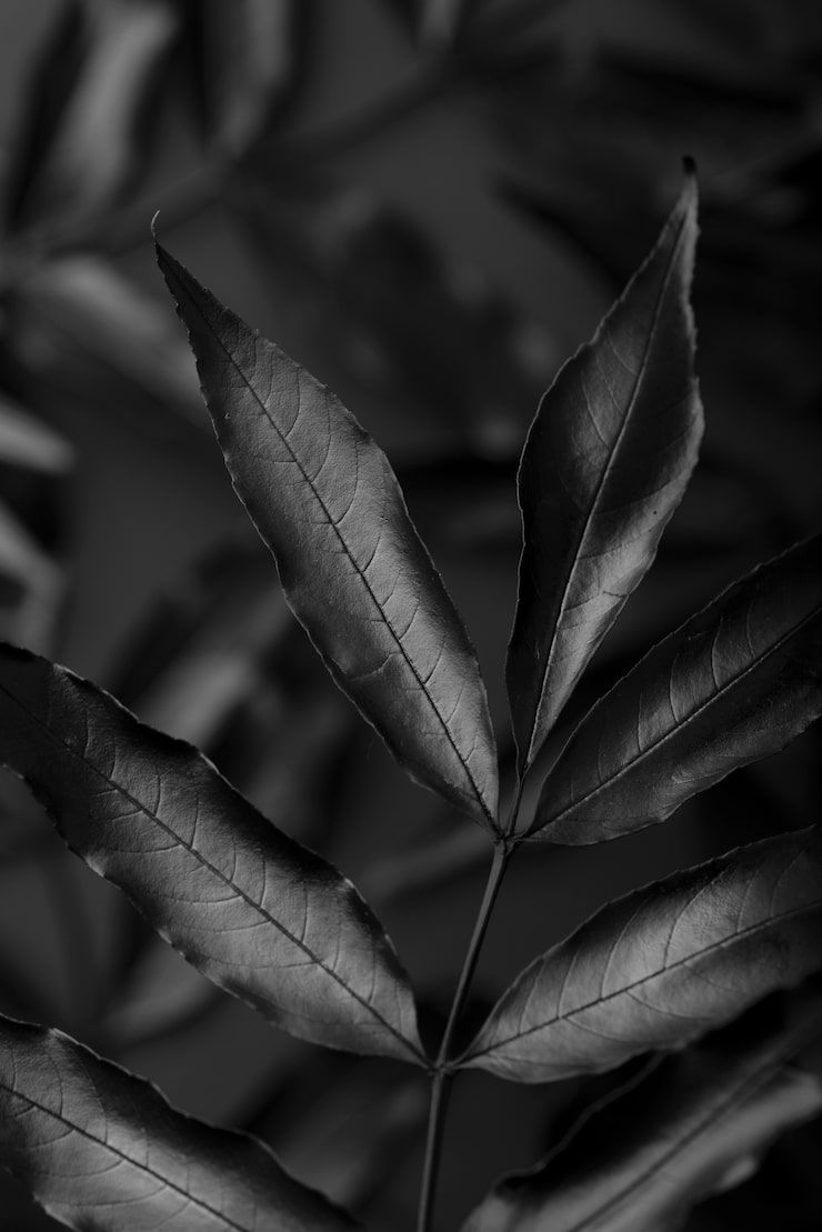 740x1109 Black christian wallpaper Image