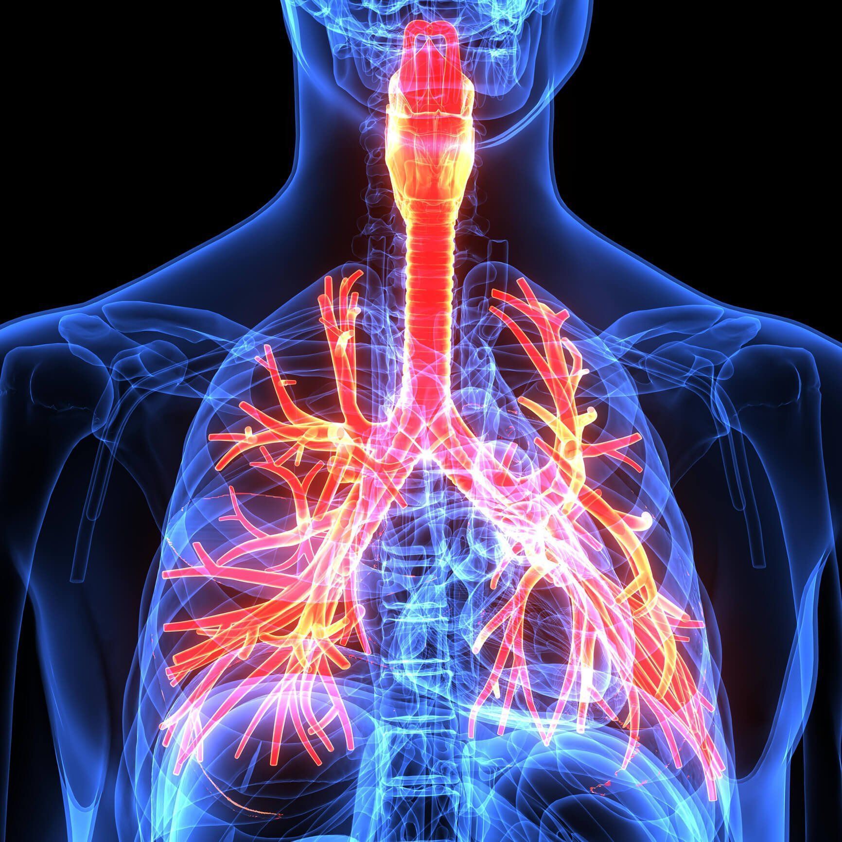 1732x1732 Airway Anatomy: A Brief Review