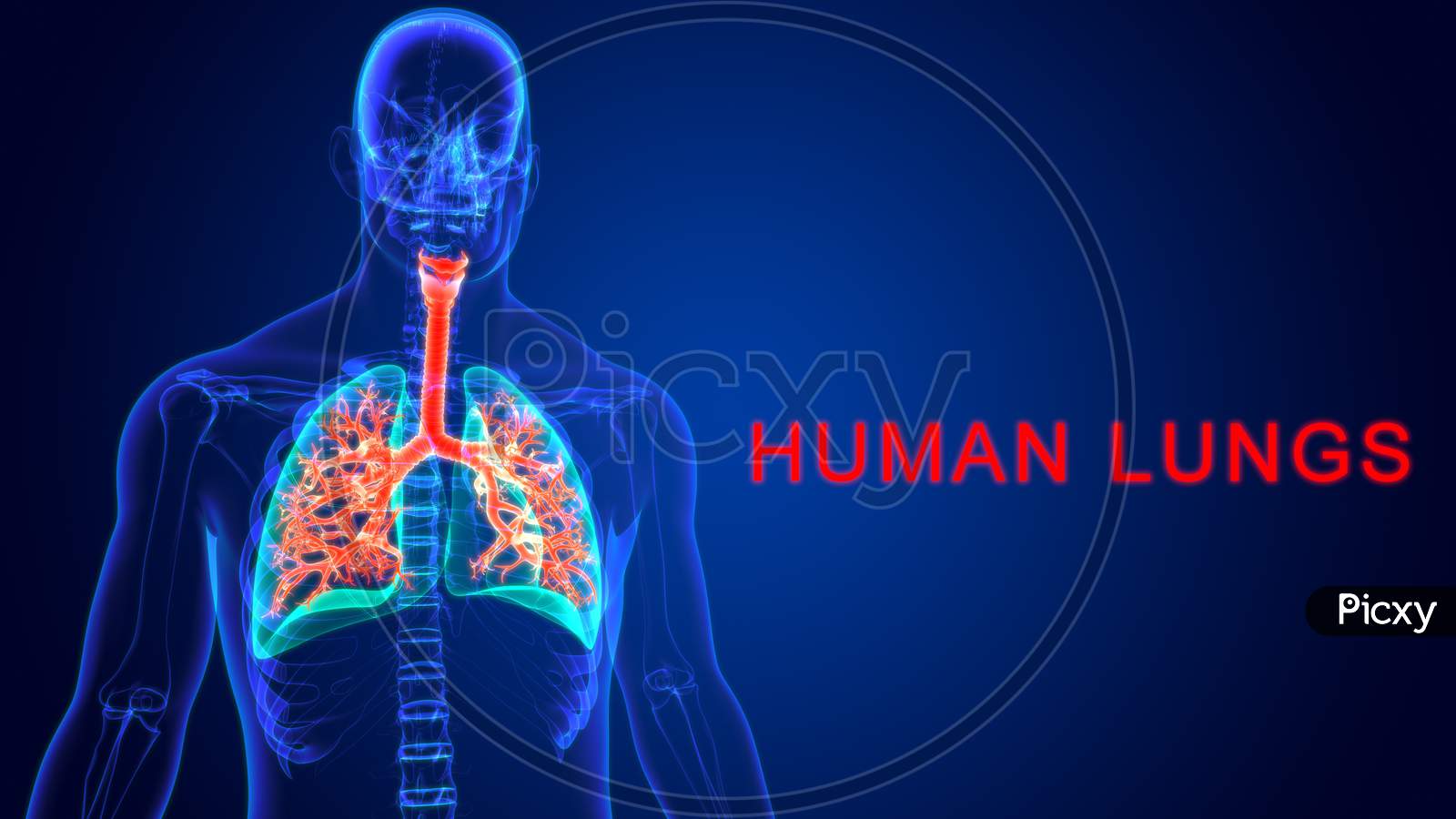 1600x900 Image Of 3D Illustration Human Respiratory System Anatomy (Lungs) PB115762 Picxy