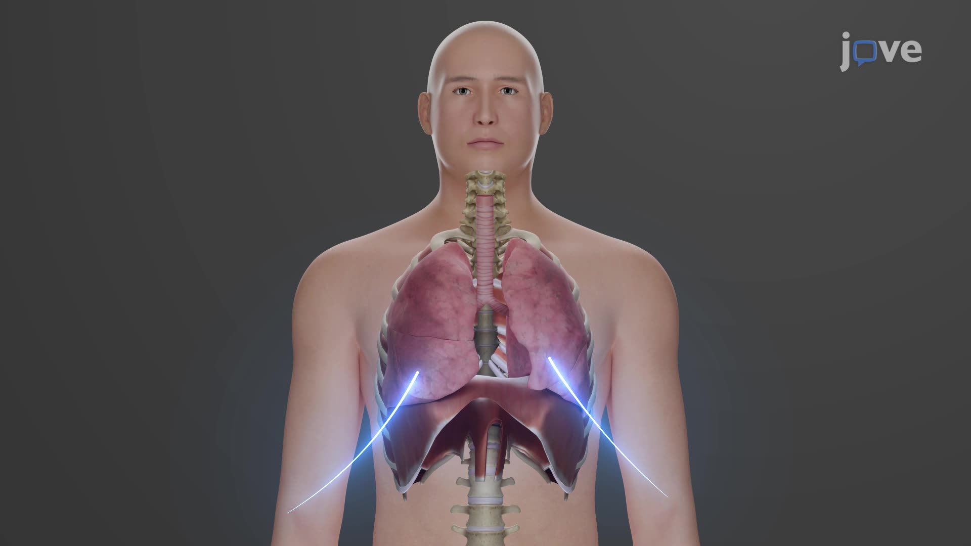 1920x1080 Pulmonary Ventilation: Inhalation