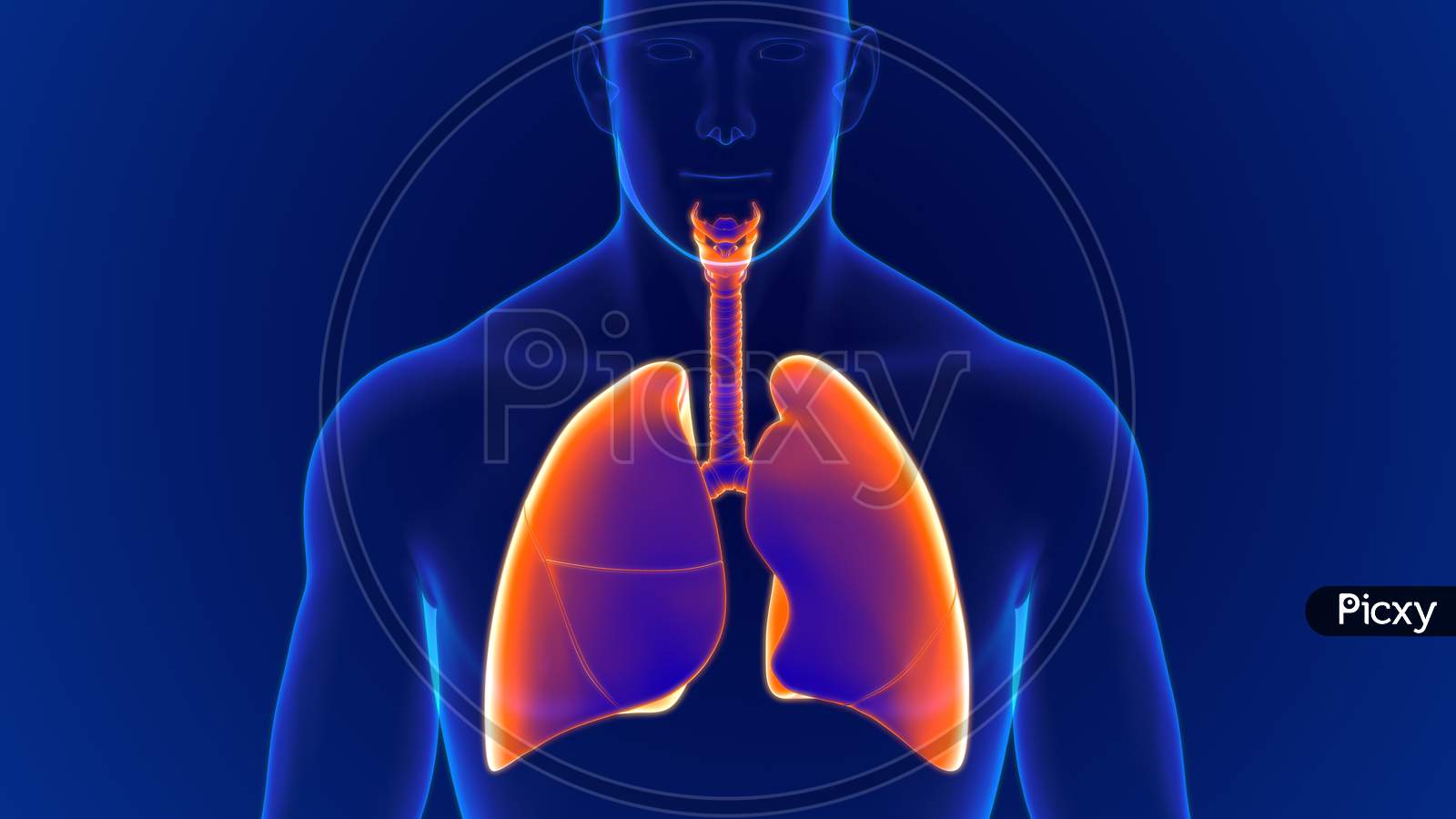 1600x900 Image Of 3D Illustration Human Respiratory System Anatomy (Lungs) ZB822836 Picxy