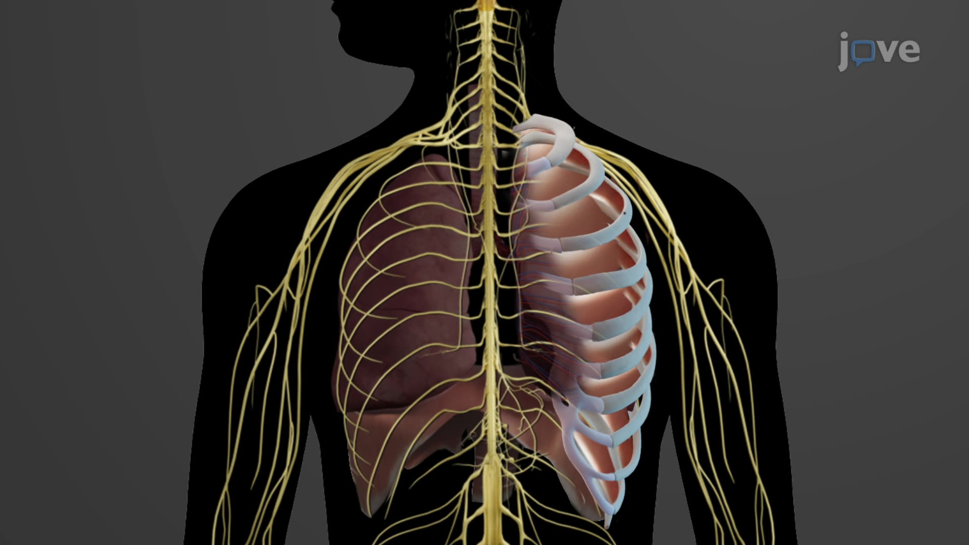 1920x1080 Neural Control of Respiration