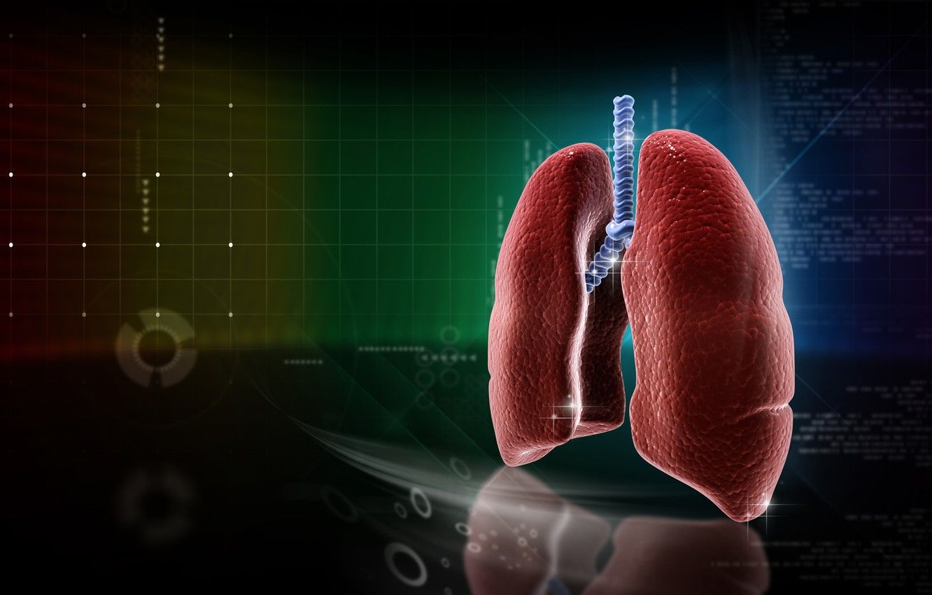 1332x850 RESPIRATORY SYSTEM - Introductory Kinesiology PSK 4U