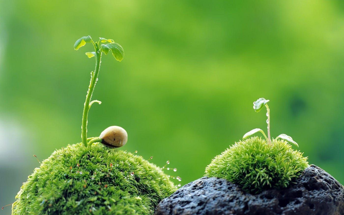 1400x875 What do plants release during respiration?. by DEEPAK TERSE. The Curious Mind 96