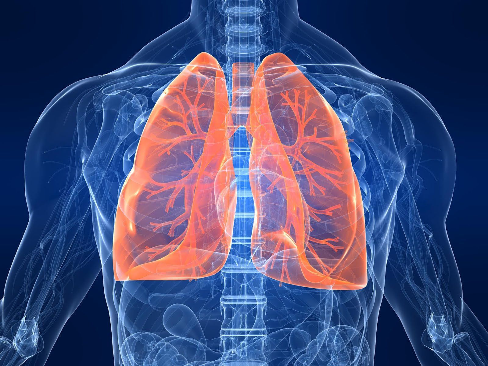 1600x1200 Respiratory Wallpaper