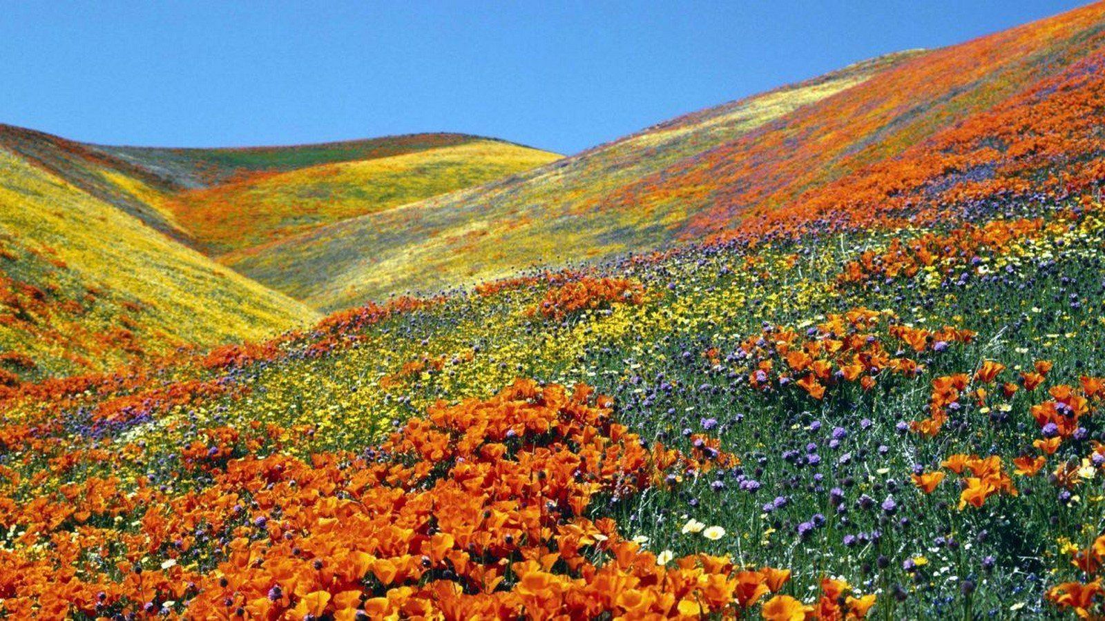 1600x900 UNESCO World Heritage Sites: Nanda Devi and Valley of Flowers National Parks. Rethinking The Future