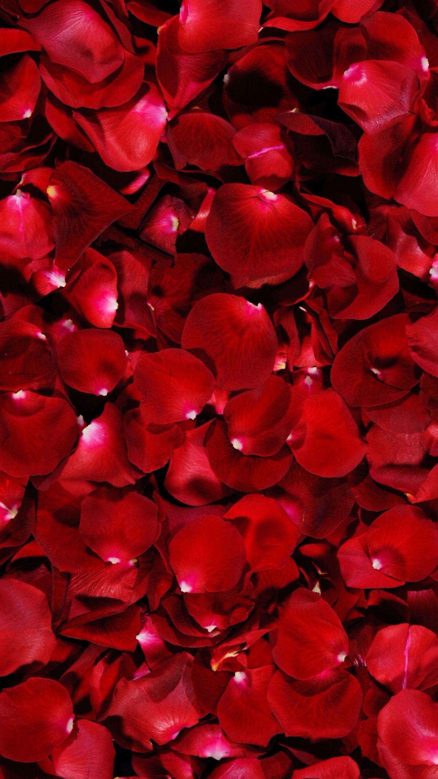 Rose Petals Wallpapers - Top Free Rose Petals Backgrounds - WallpaperAccess
