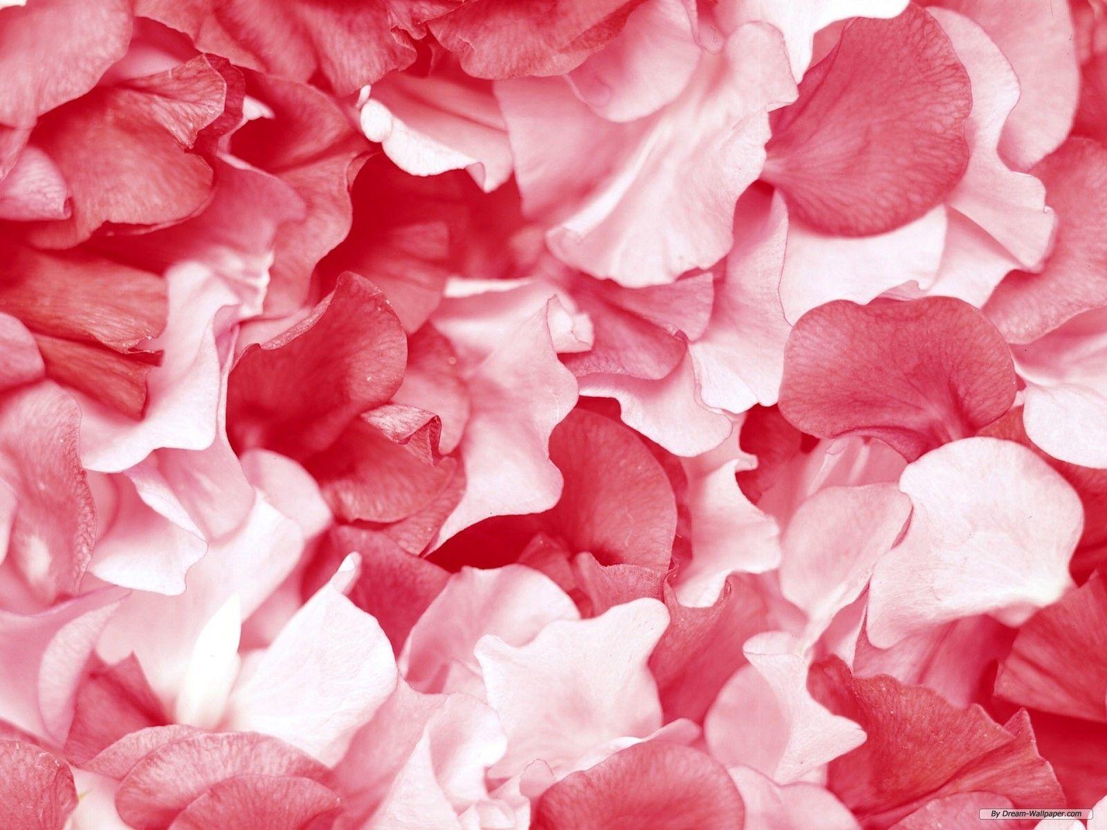 HD pink pastel petal wallpapers | Peakpx