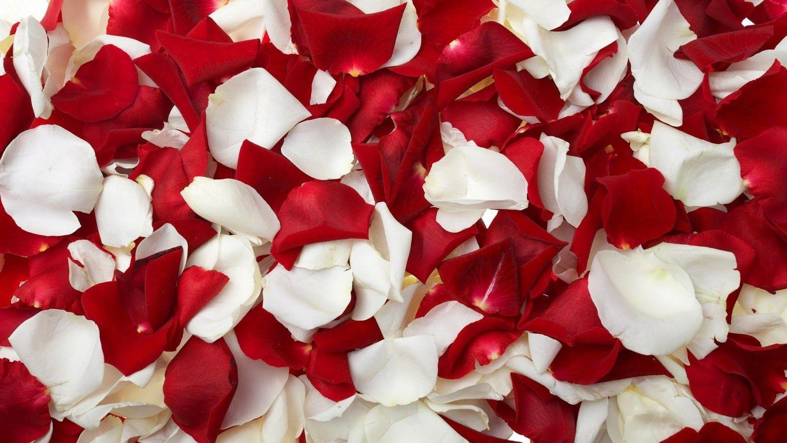1600x900 Red Rose Petals And Flowers Wallpaper Petals Image HD