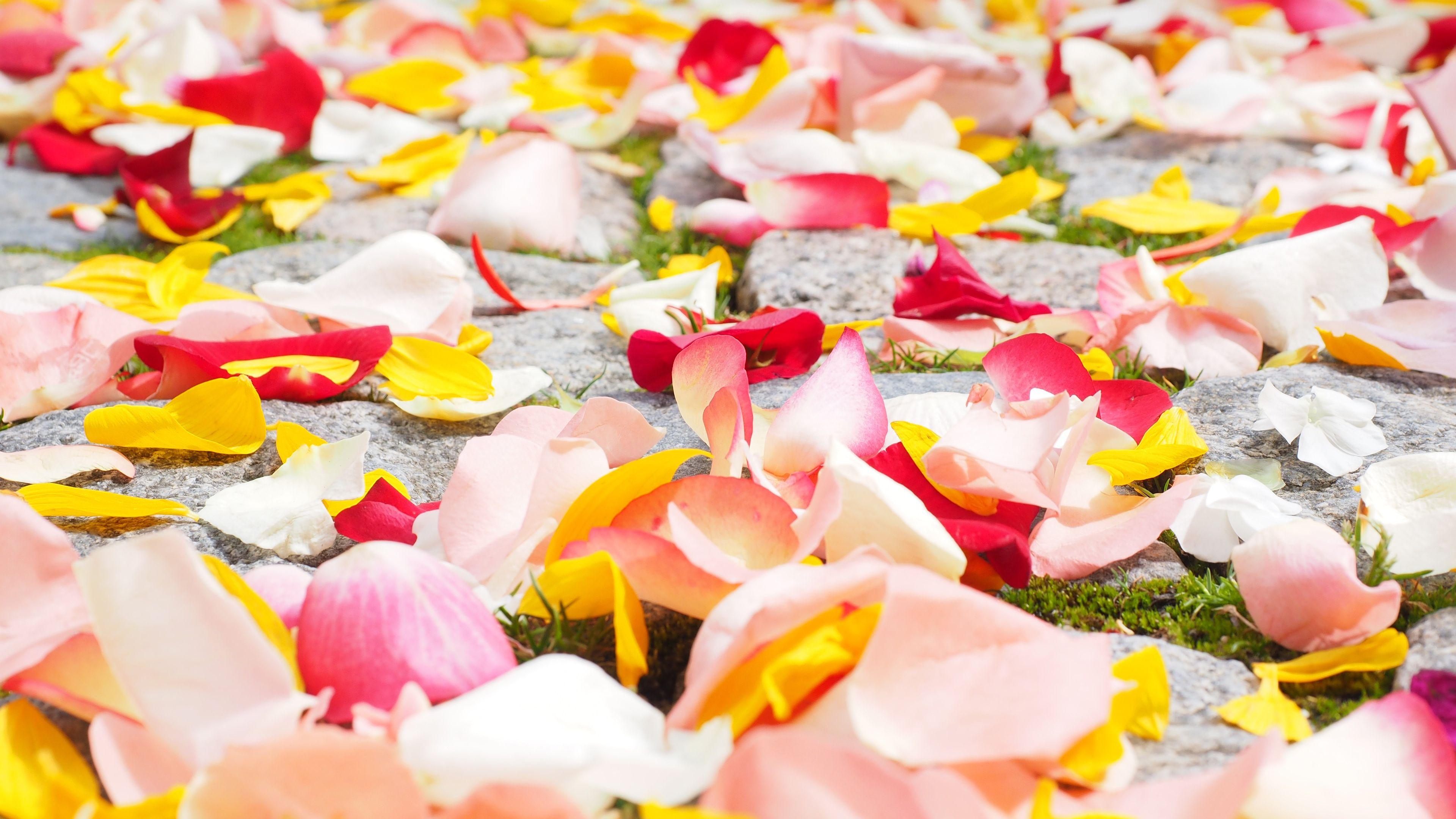 3840x2160 Rose Petals 4K wallpaper