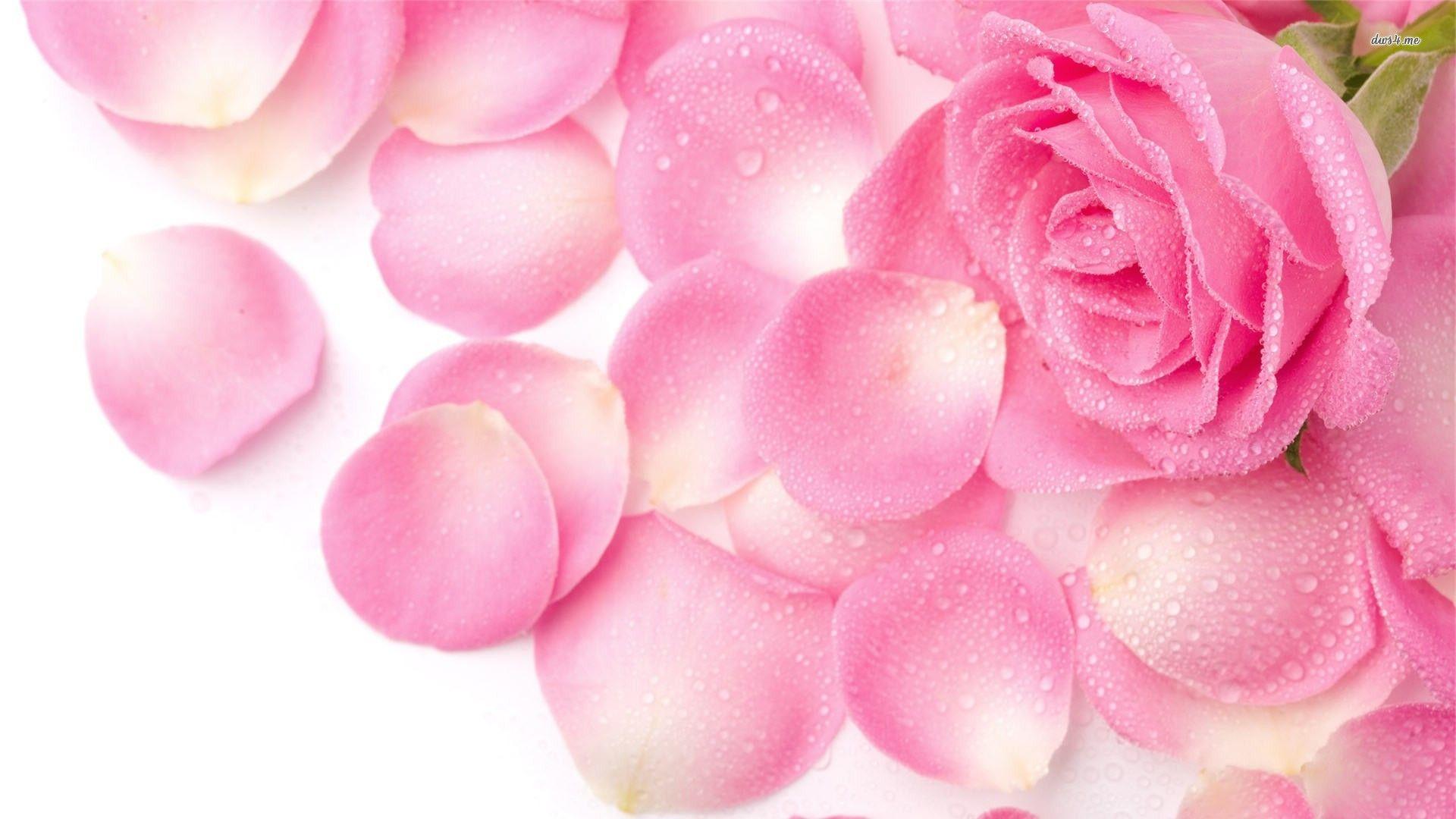 1920x1080 Rose Flower Petals wallpaperx1080