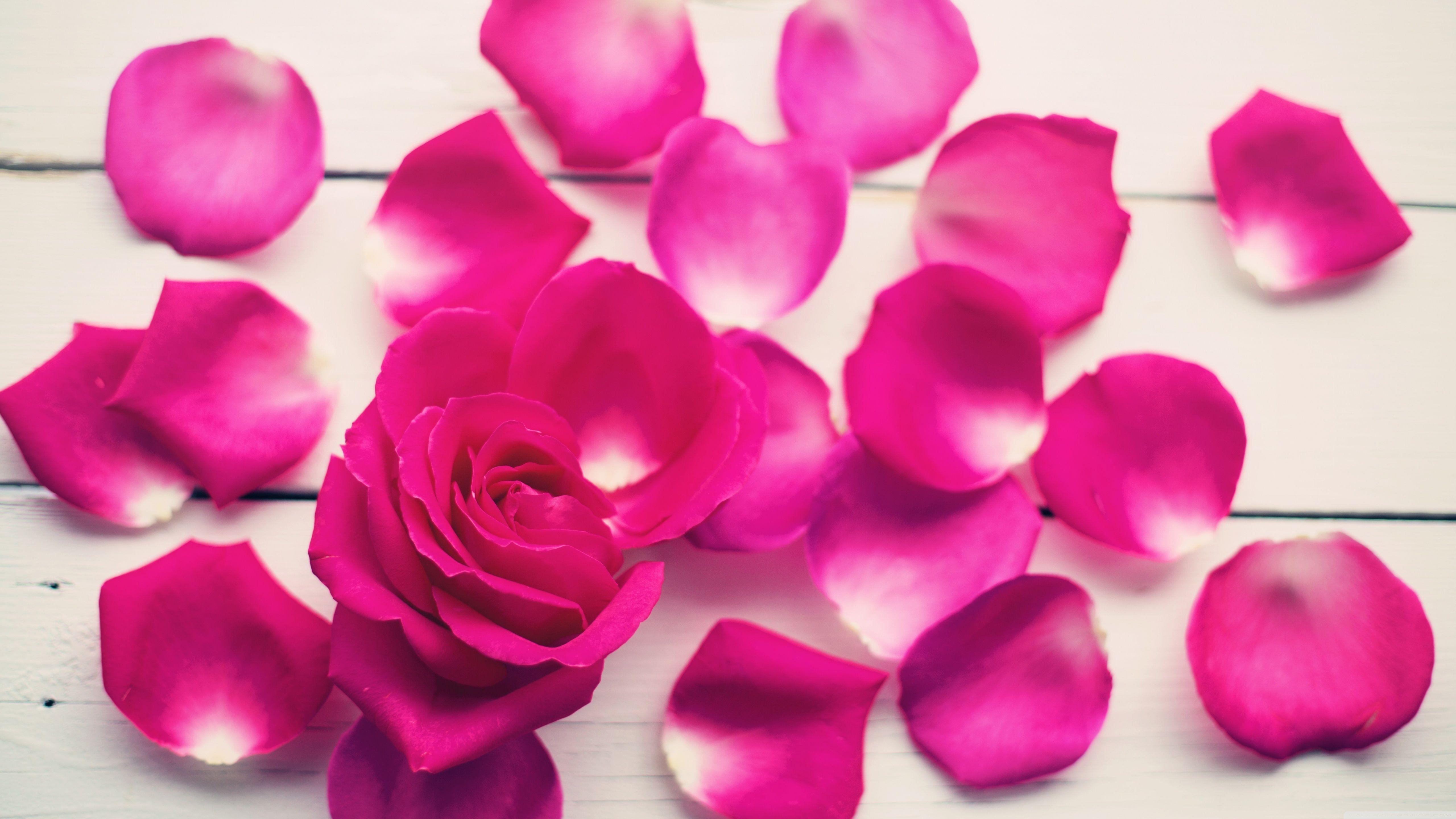 Flower Petals Wallpapers - Top Free Flower Petals Backgrounds