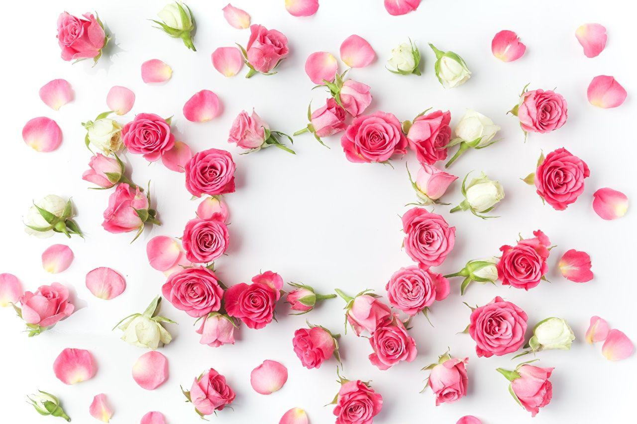 1280x853 Wallpaper rose Petals Pink color flower White background