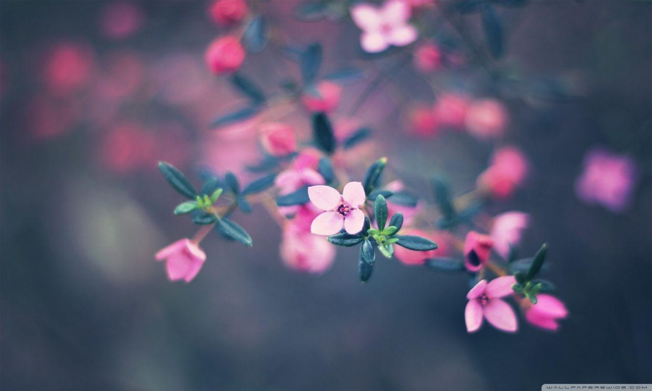 1280x768 Free download Four Petals Flower 4K HD Desktop Wallpaper for 4K