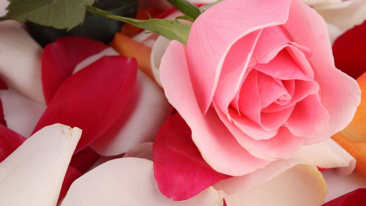 1280x720 Wallpaper Pink rose, Rose petals, HD, Flowers,. Wallpaper
