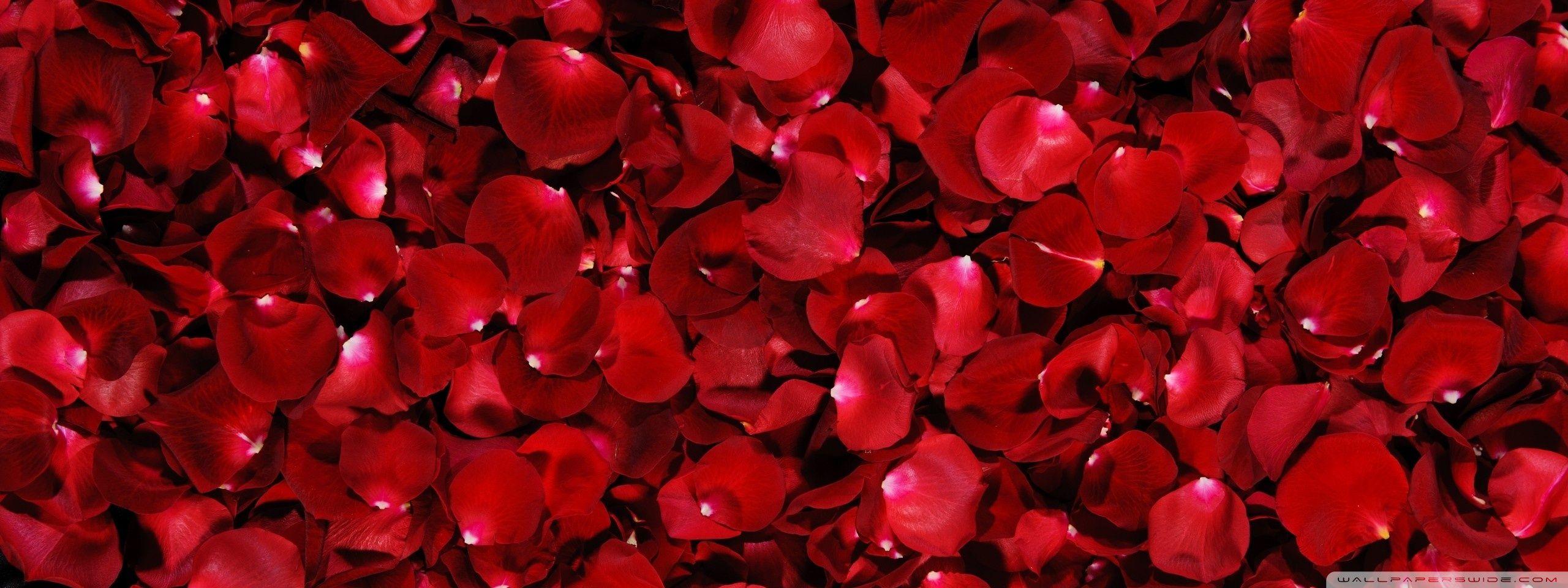 2560x960 Red Rose Petals Ultra HD Desktop Background Wallpaper for 4K UHD