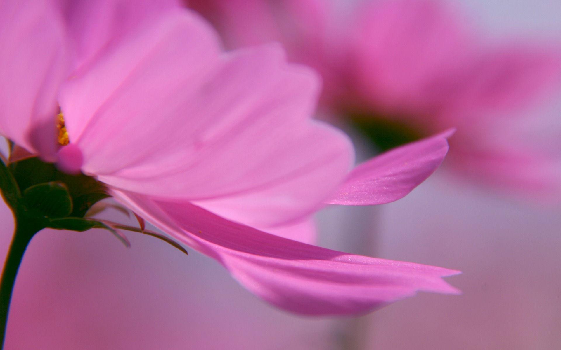 1920x1200 Free download pink flower petals wallpaper flowers nature
