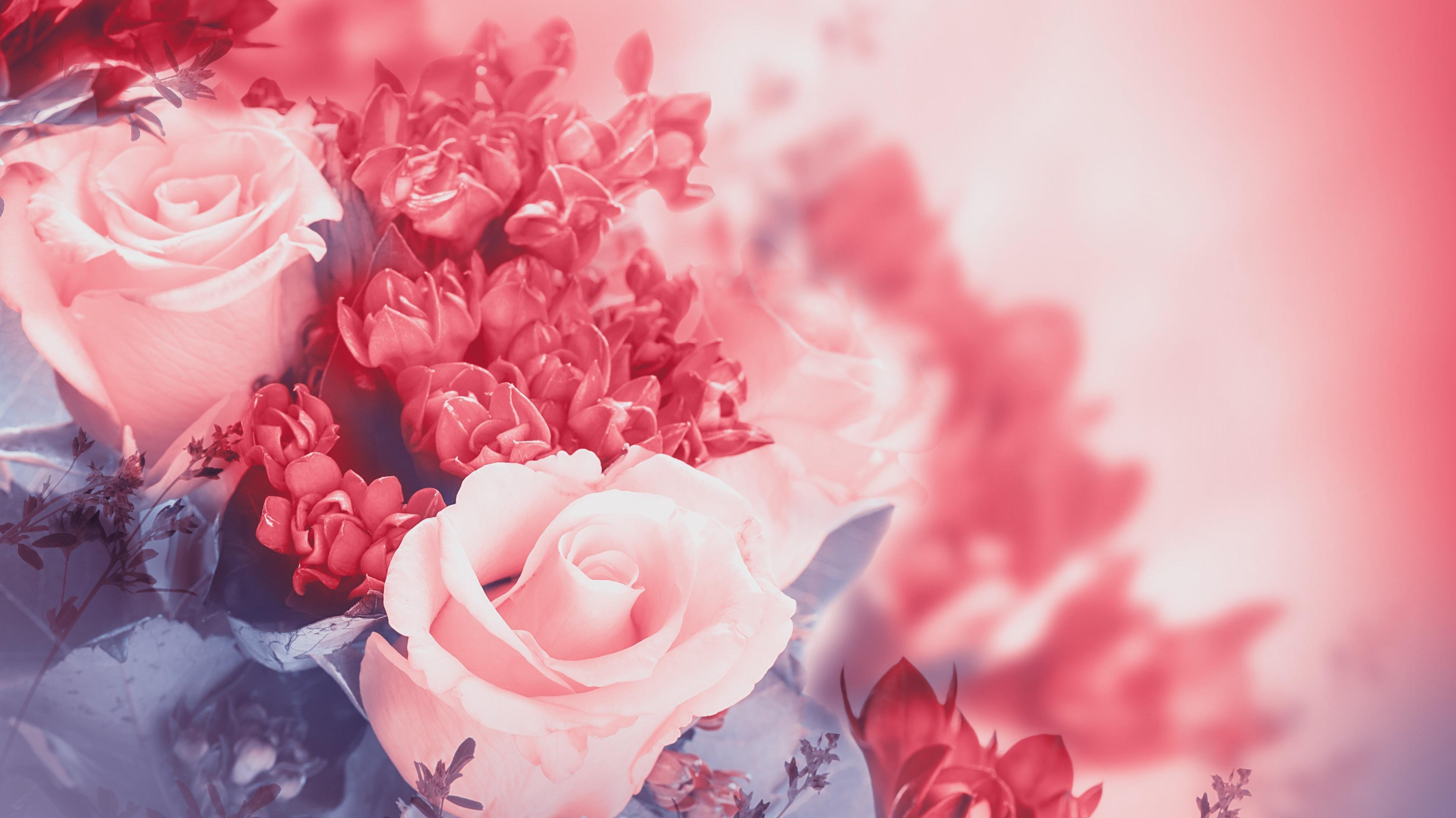 3840x2160 Wallpaper Pink flowers, rose, petals, buds 3840x2160 UHD 4K