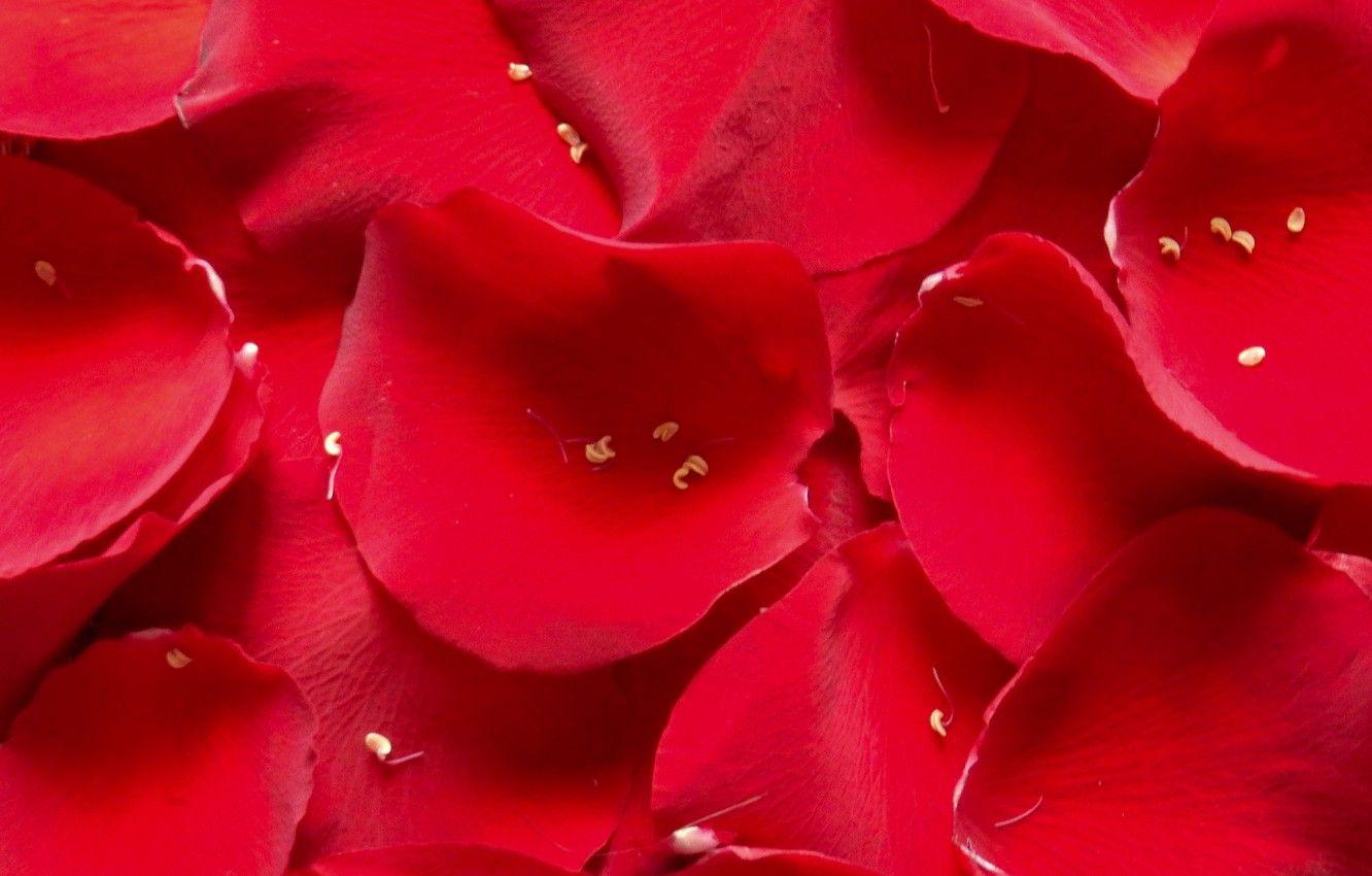 1332x850 Wallpaper widescreen, Wallpaper, rose, petals, petal, wallpaper, widescreen, background, the Wallpaper, full screen, HD wallpaper, widescreen, fullscreen image for desktop, section разное