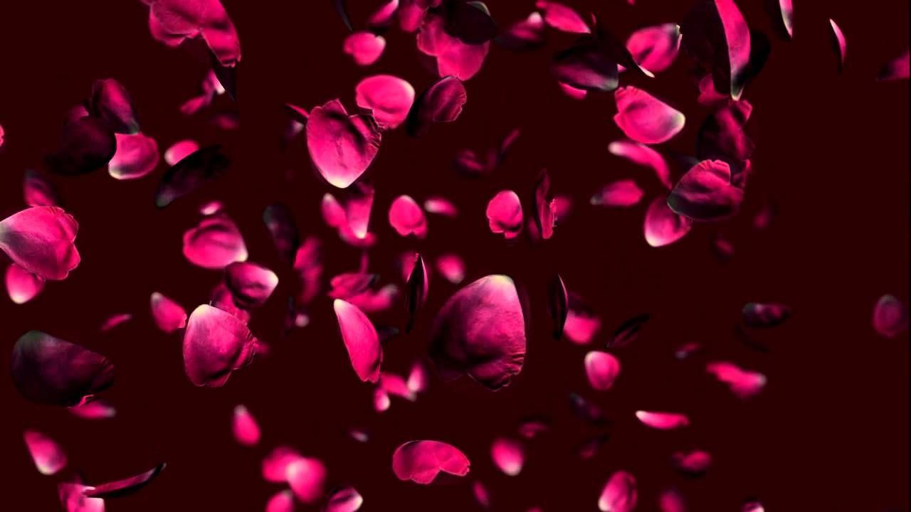 1280x720 Free wedding falling rose petals animation background. Rose