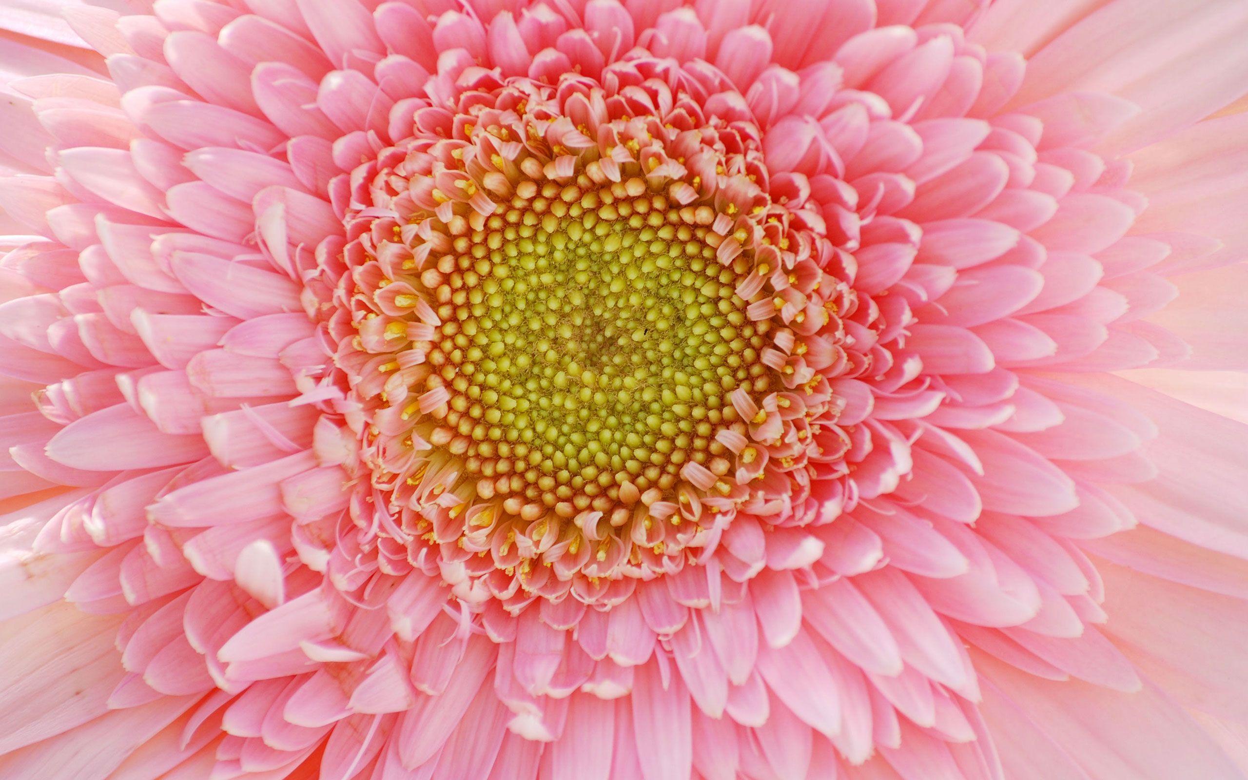 2560x1600 Flower Petals Wallpaper