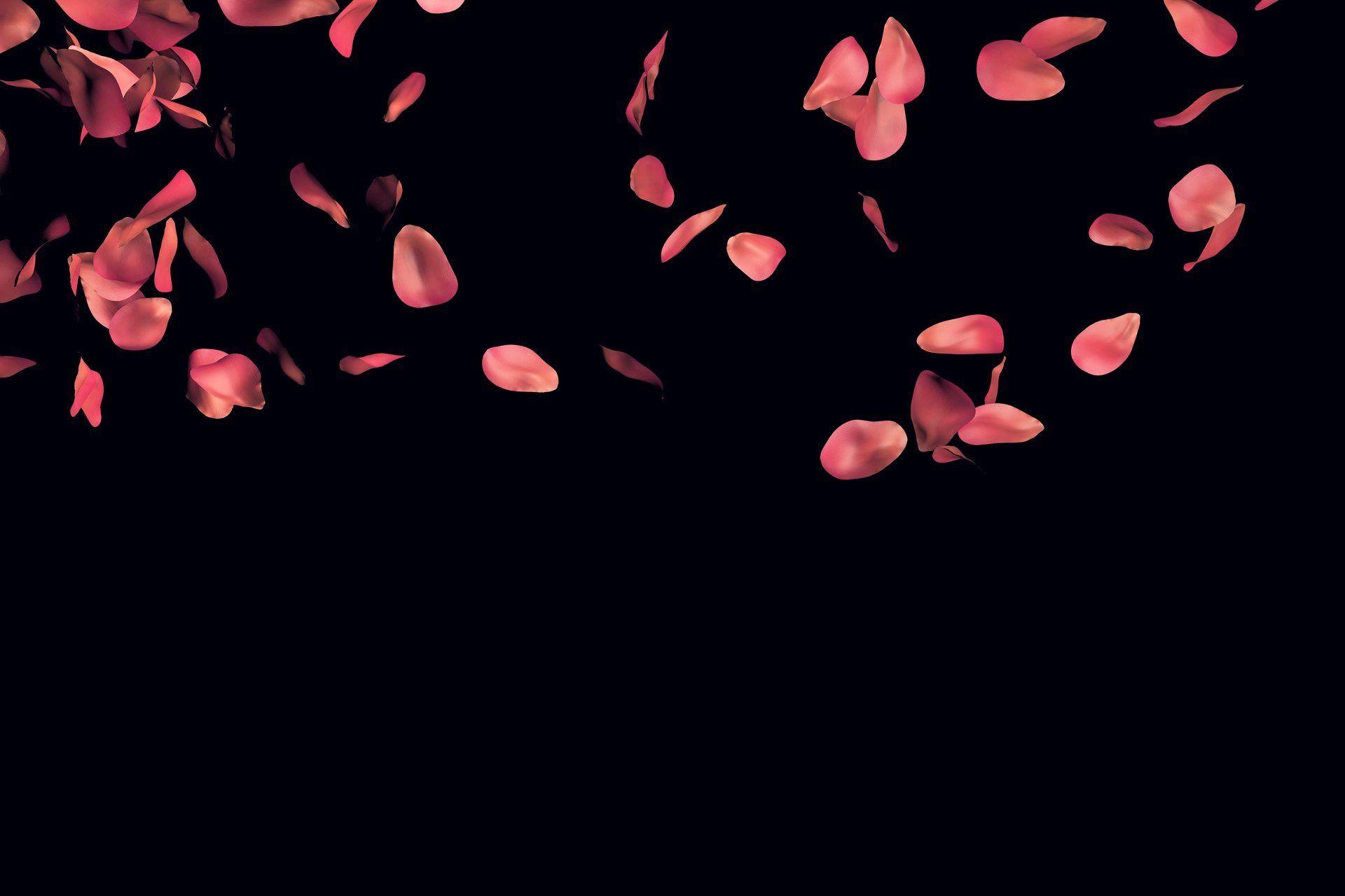 1920x1280 Falling Rose Petals Wallpaper [1920x1280]