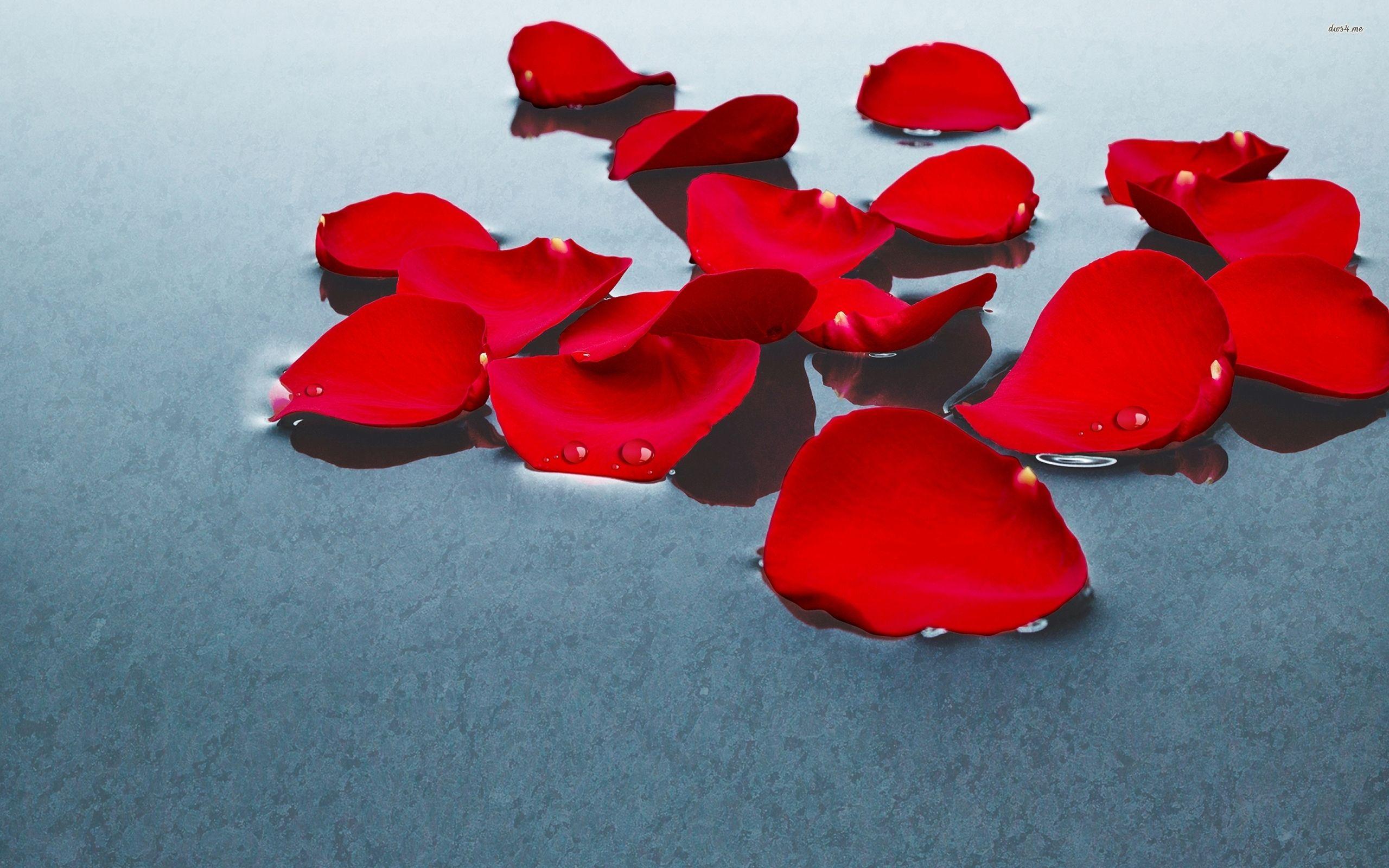 2560x1600 Red rose petals in floating on water wallpaper