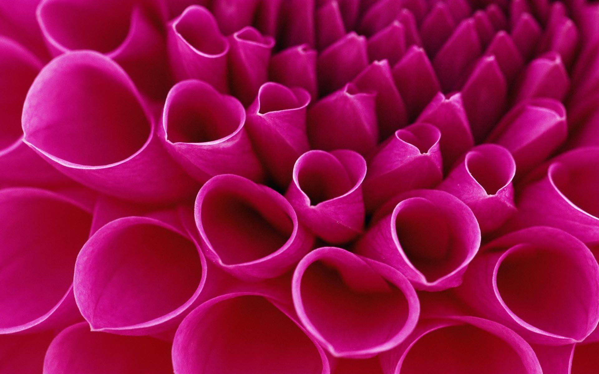 1920x1200 Pink Flowers Petals