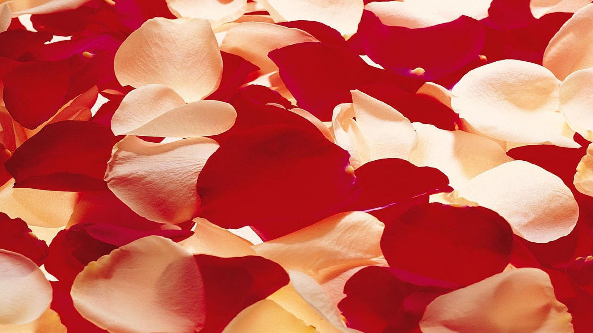 1920x1080 EF.28), Rose petals, download to your desktop photo