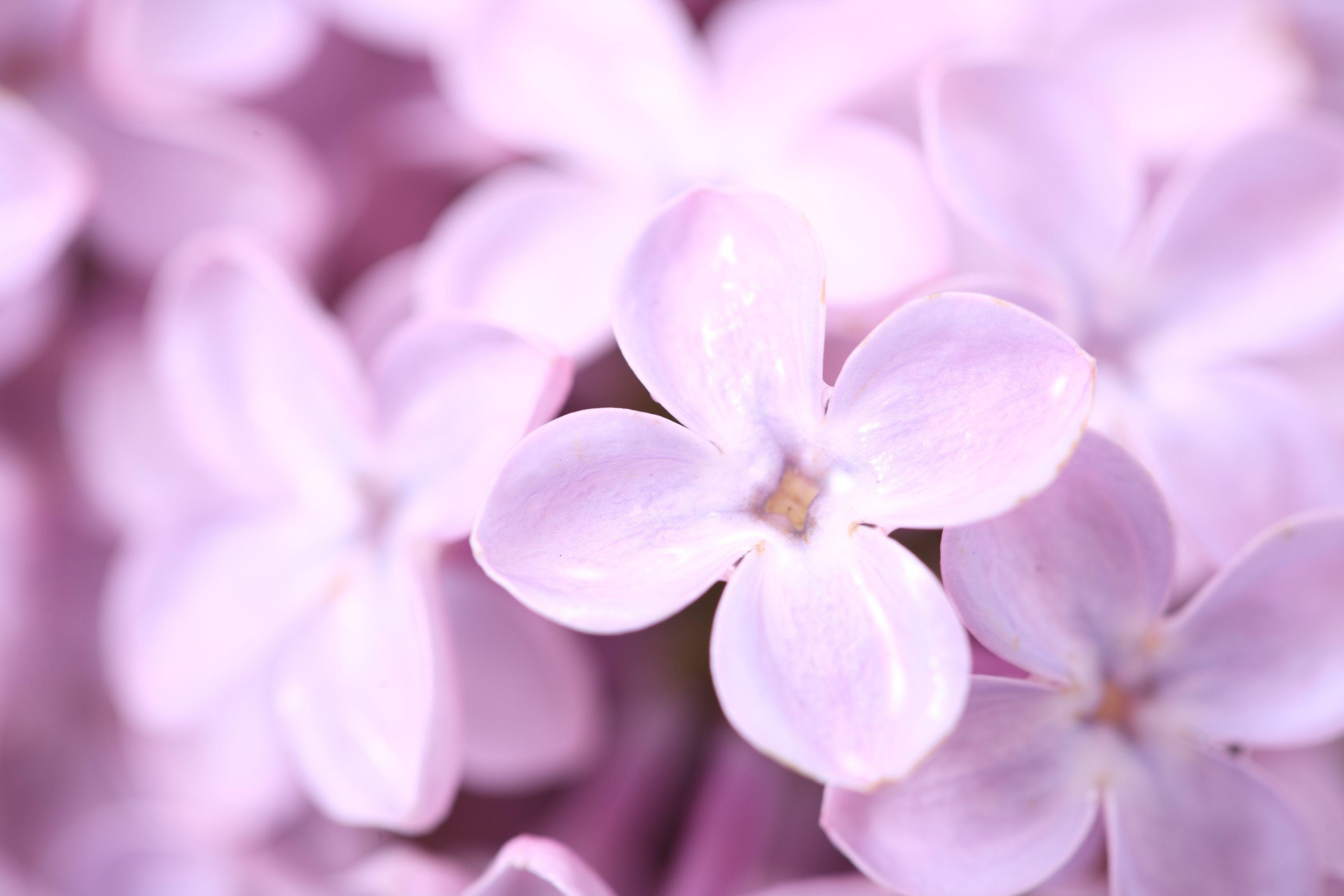 4368x2912 Beautiful Flower Petals 25875 4368x2912px