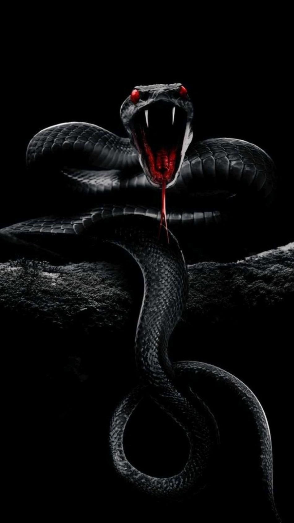 950x1688 Snake Wallpaper, HD Snake Background