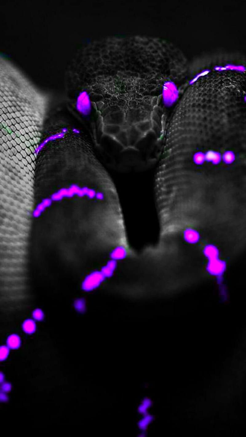 800x1422 HD black snake wallpaper