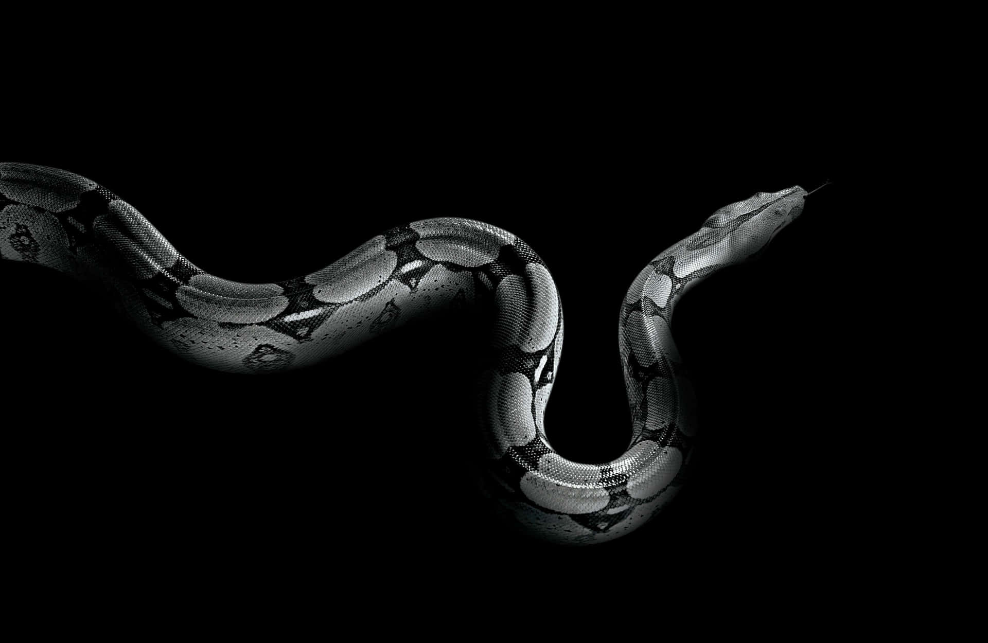 1920x1250 Download An Image of Python Programming Language Wallpaper