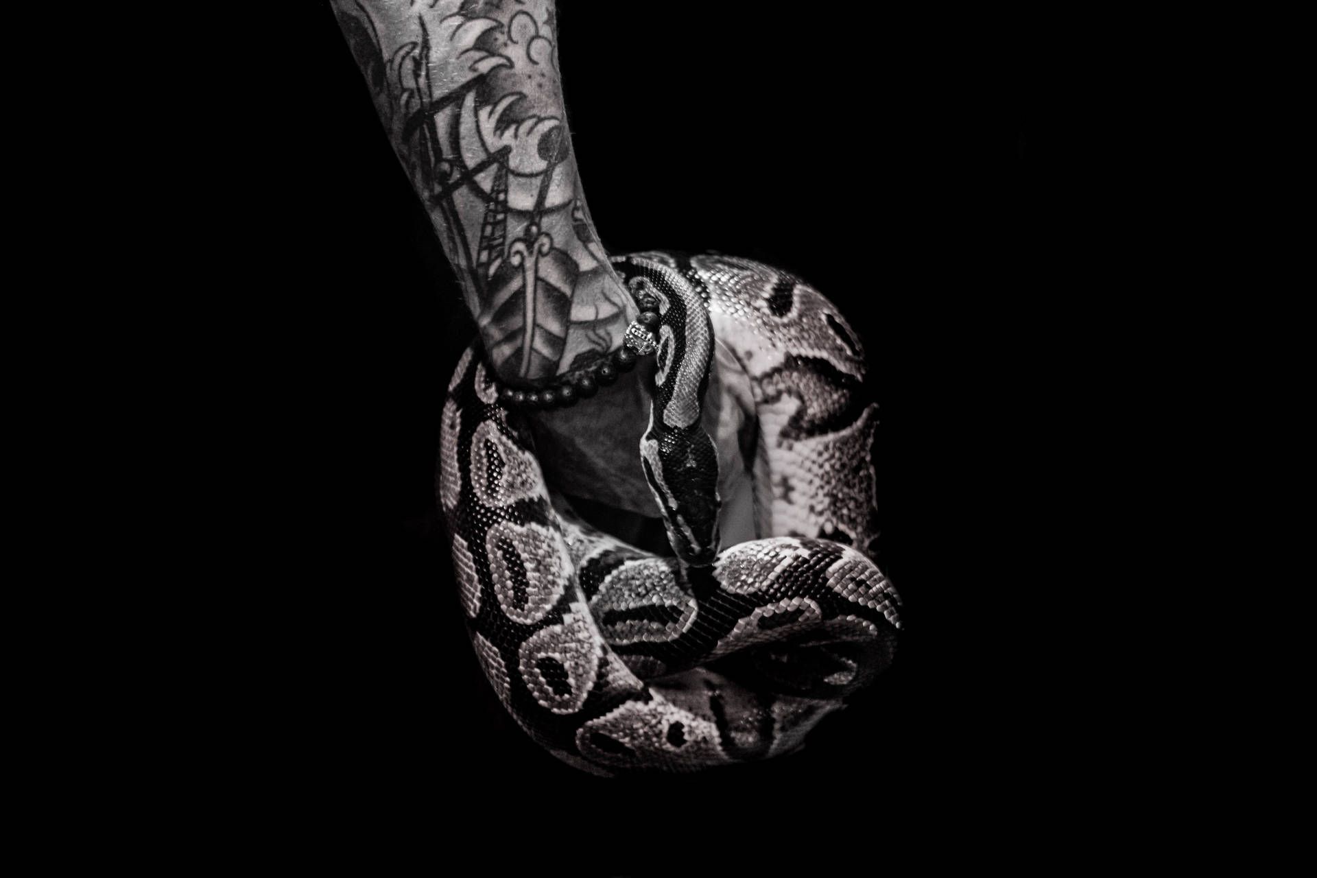 1920x1280 Download Black Background Snake Wallpaper