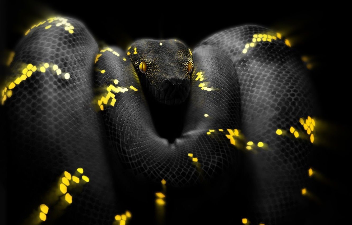 1332x850 Python Snake Background HD Wallpaper 75646
