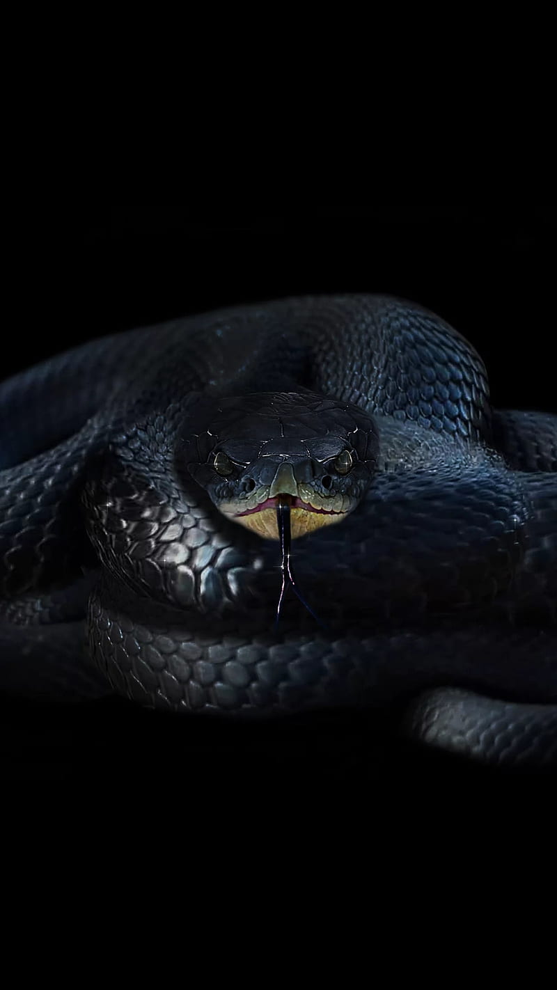 800x1422 HD tongue of a snake wallpaper