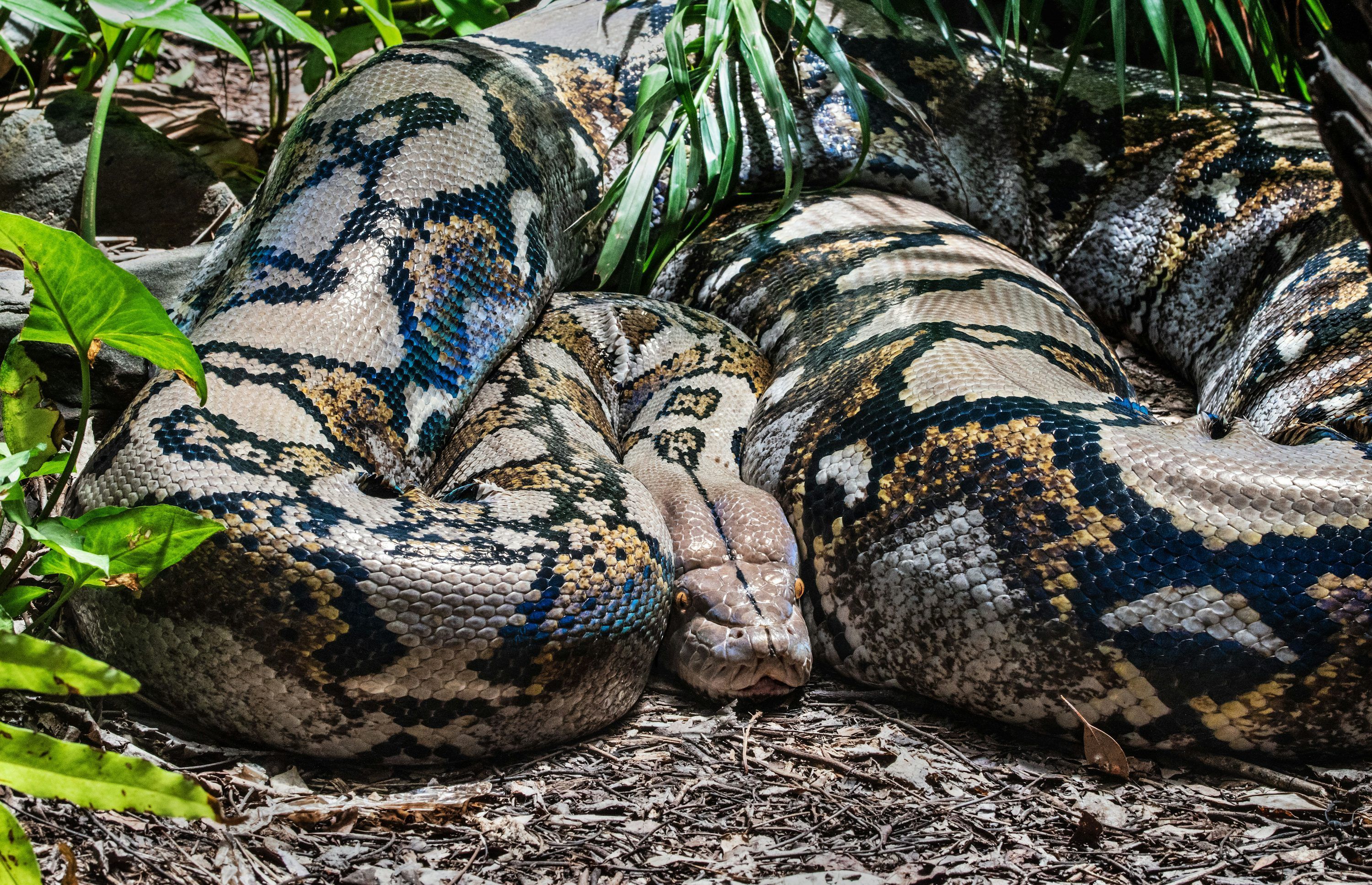 3000x1935 Brown and black snake on ground photo
