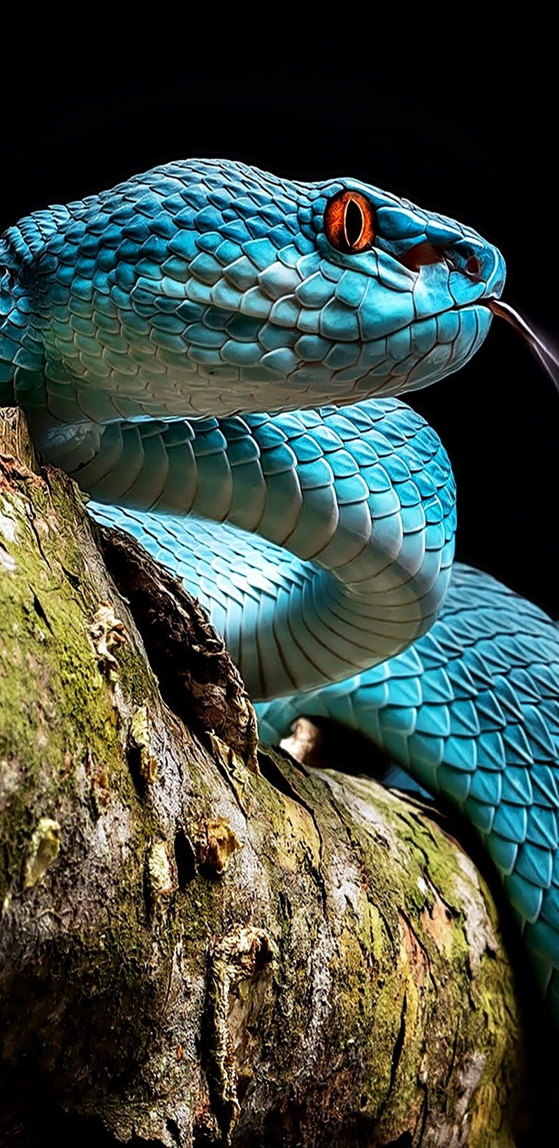 800x1644 HD black snake wallpaper