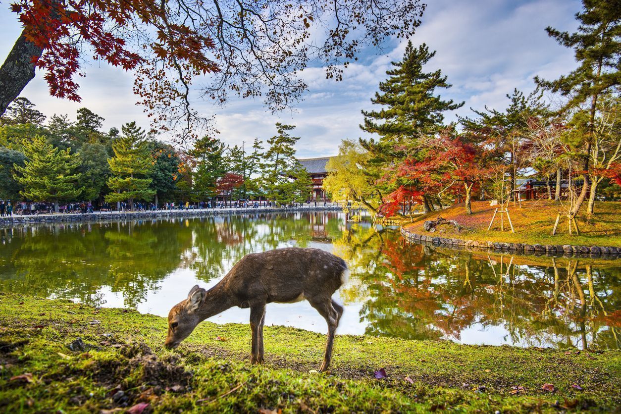 1254x836 Nara Park