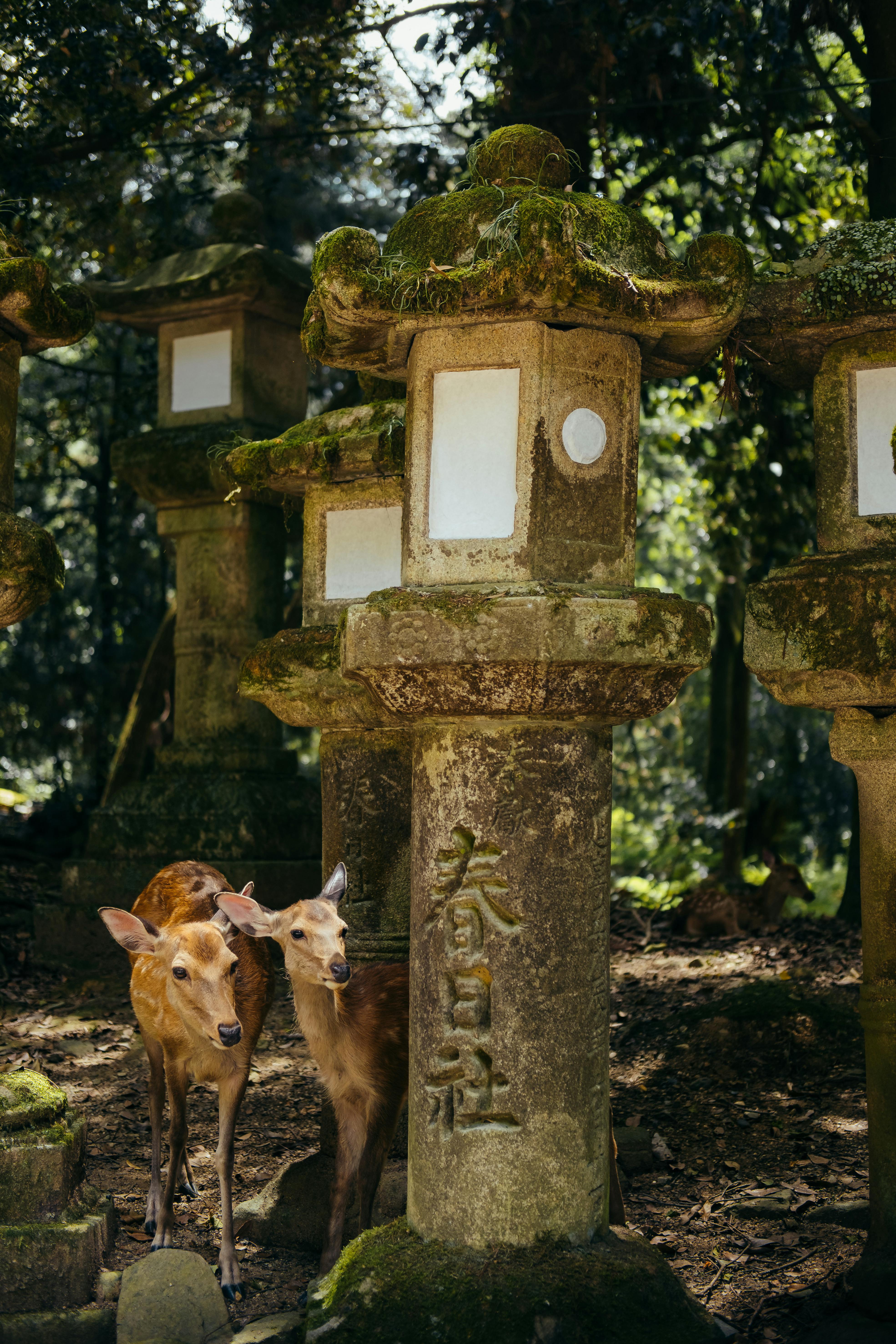 3939x5909 Nara Photo, Download The BEST Free Nara & HD Image
