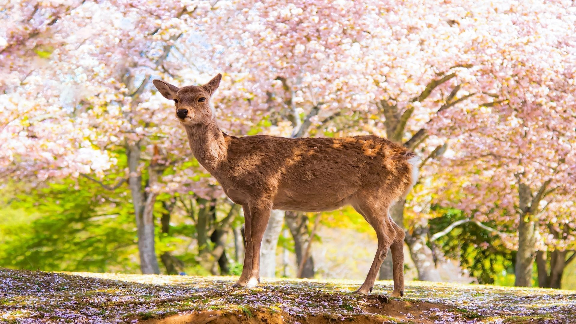 1920x1080 Discover Nara Park Attractions: 10 Must See Gems In Japan