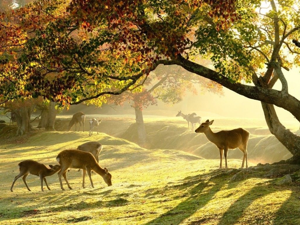 1024x768 See Deer in Nara Park & Kobe Day Trip from Osaka Tour Packages in Japan