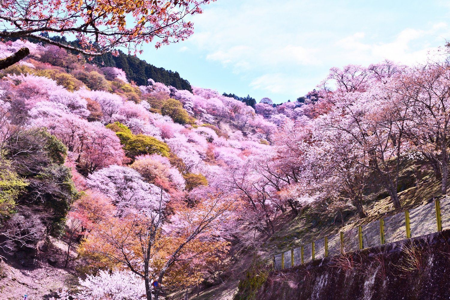 1500x1000 Explore Nara: A Journey Through Japan's First Capital